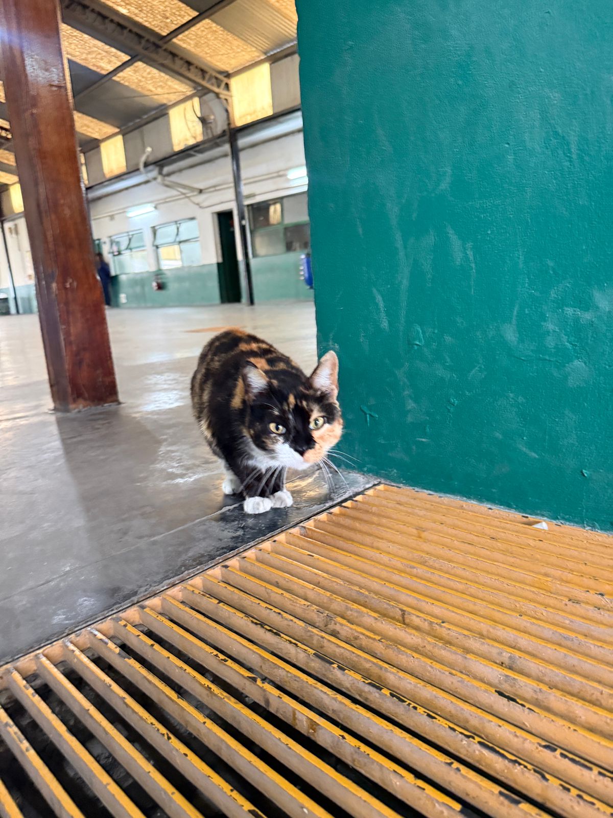 Gato.jpeg